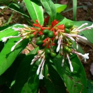 Sarpagandha/Chota Chand/Adkayi/Carpakanta Herbal Healthy Plant