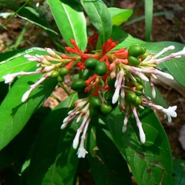 Sarpagandha/Chota Chand/Adkayi/Carpakanta Herbal Healthy Plant