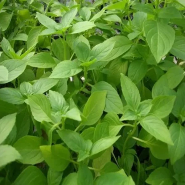 Vicks/Mint Tulsi Herbal Healthy Plant