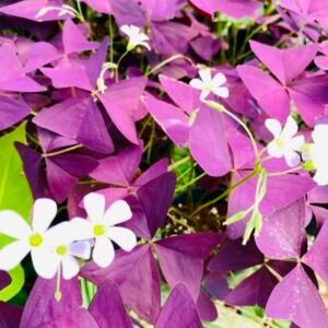 Purple Butterfly Wing Indoor Decorative Healthy Plant - Image 2