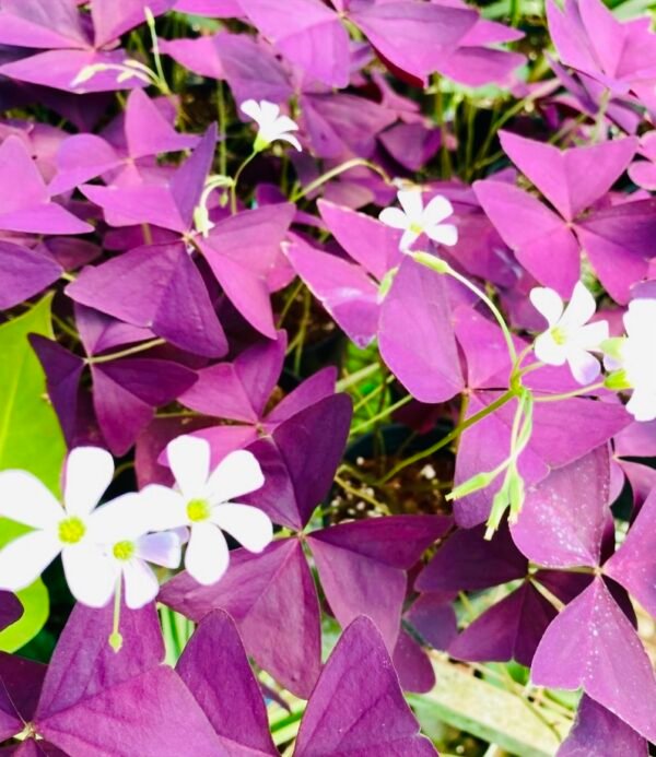 Purple Butterfly Wing Indoor Decorative Healthy Plant