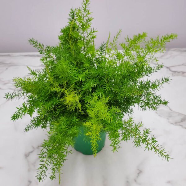 Asparagus Densiflorus Fern Indoor Plant