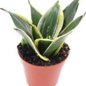 Dwarf Golden Snake Healthy Plant - Image 3