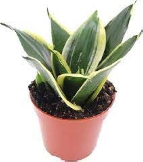 Dwarf Golden Snake Healthy Plant