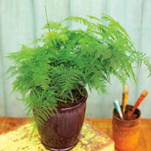 Asparagus Densiflorus Fern Indoor Plant - Image 3