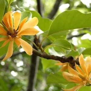 Swarna Champa Hybrid Grafted Healthy Plant