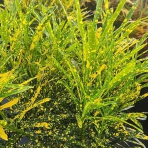 Chironji Croton Healthy Indoor Plant - Image 2
