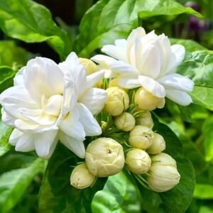 Jasmine/Mini Mogra Live Healthy Plant