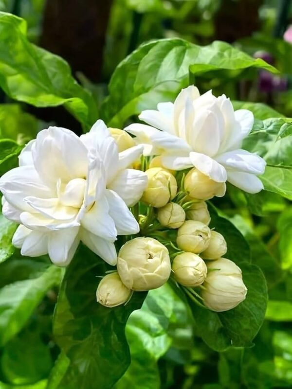 Jasmine/Mini Mogra Live Healthy Plant