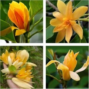 Swarna Champa Hybrid Grafted Healthy Plant - Image 2
