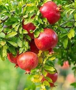 Pomegranate/Anar Hybrid Grafted Healthy Plant - Image 3