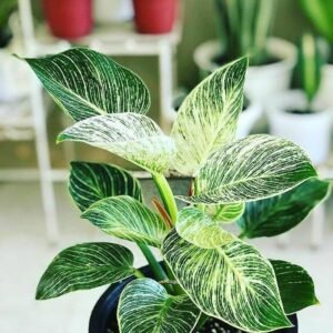Philodendron Birkin Live Indoor Plant - Image 2
