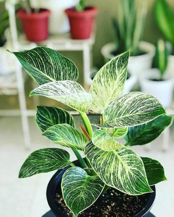 Philodendron Birkin Live Indoor Plant