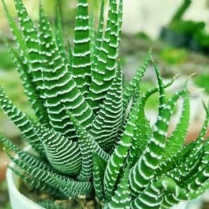 Zebra Haworthia Succulent Indoor Plant - Image 2
