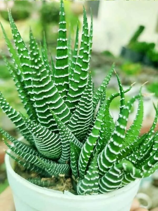 Zebra Haworthia Succulent Indoor Plant