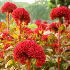 Red Celosia Cockscomb/Jata-dhari/Kurdu/Kozhi Poo Healthy Live Plant