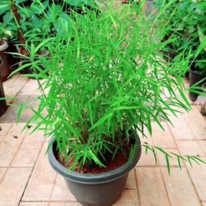 Chinese Mini Lucky Bamboo Indoor Healthy Plant - Image 2