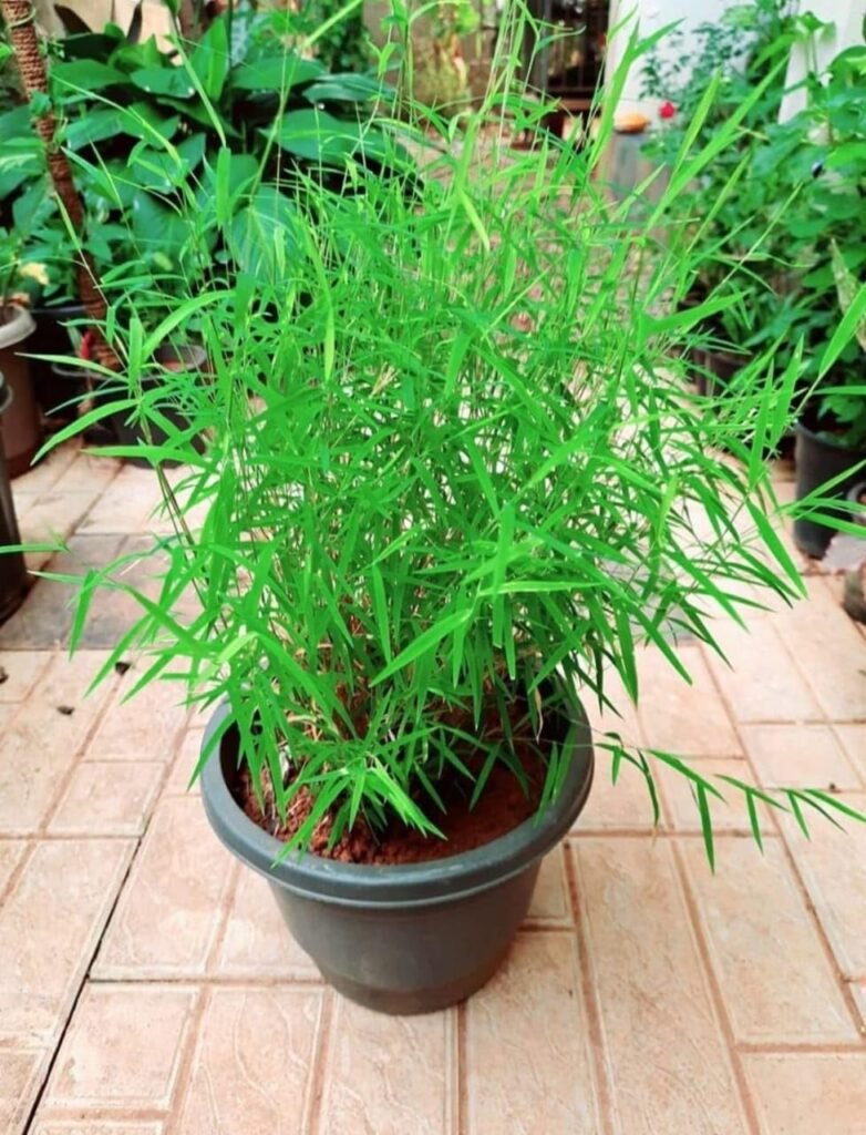 Chinese Mini Lucky Bamboo Indoor Healthy Plant