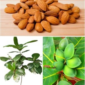 Almond/Nattu Badam/Kadu Badam/Kath Badam Healthy Live Plant - Image 4
