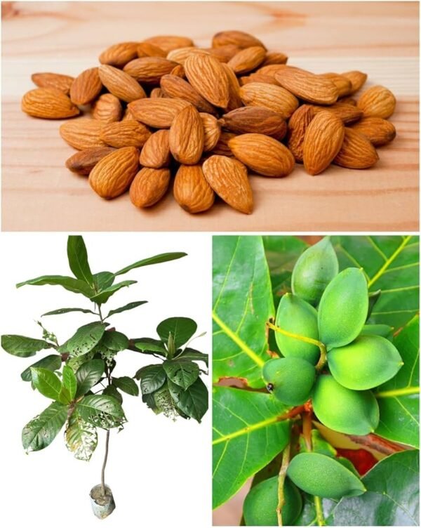 Almond/Nattu Badam/Kadu Badam/Kath Badam Healthy Live Plant
