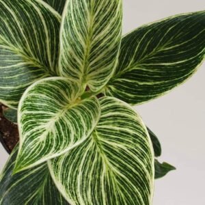 Philodendron Birkin Live Indoor Plant - Image 3