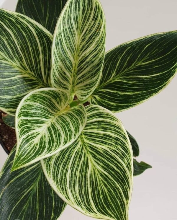 Philodendron Birkin Live Indoor Plant