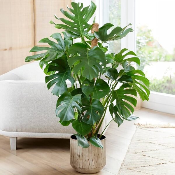 Monstera Deliciosa (Sweet Cheese) Healthy Live Plant
