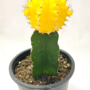 Grafted Colorful Moon Cactus Healthy Plant - Image 3