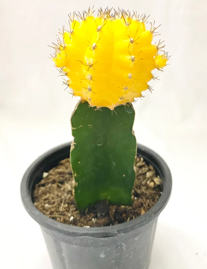 Grafted Colorful Moon Cactus Healthy Plant
