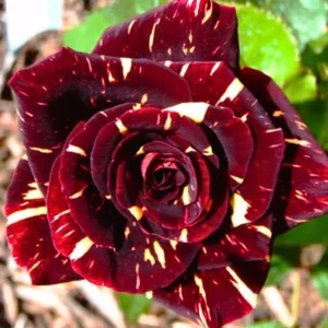 Abracadabra Id Hybrid Rose Healthy Plant - Image 3
