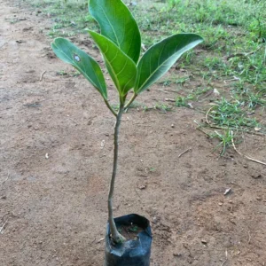 Bargad/Vad/Ala/Marri/Peral/Boharr/Bara Healthy Banyan Live Plant - Image 3