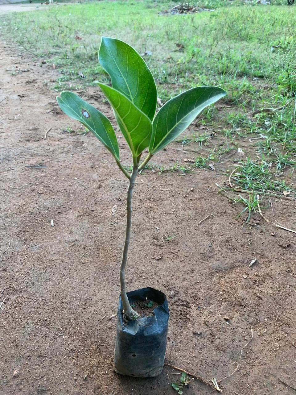 Bargad/Vad/Ala/Marri/Peral/Boharr/Bara Healthy Banyan Live Plant - Image 3