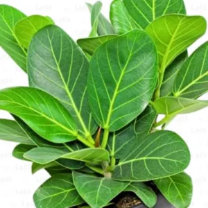 Bargad/Vad/Ala/Marri/Peral/Boharr/Bara Healthy Banyan Live Plant - Image 2