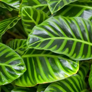 Calathea Zebrina Zebra Indoor Plant - Image 2