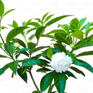Double Petal Chandni (Tagar) Jasmine Flower Plant - Image 2