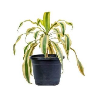 Dracaena Victoria Healthy Indoor Plant - Image 3