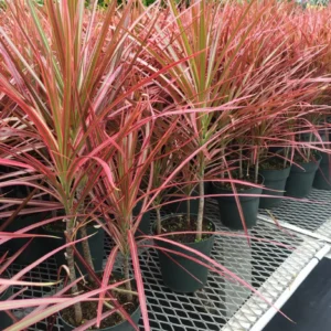 Dracena Marginata Tricolor Ornamental Indoor Plant - Image 2