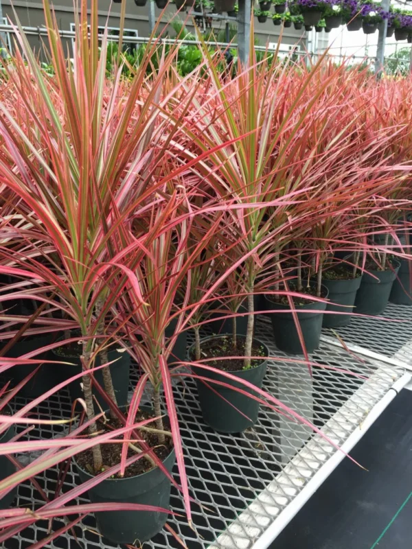 Dracena Marginata Tricolor Ornamental Indoor Plant