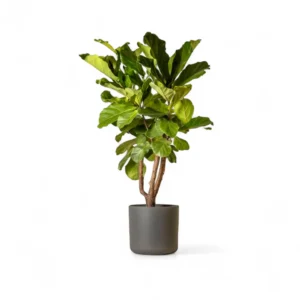 Ficus Lyrata Fiddle Leaf Fig Indoor Plant