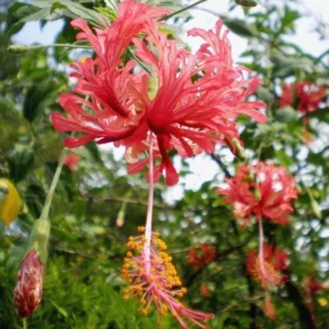 Spider Hibiscus All Time Flowering Live Plant - Image 2