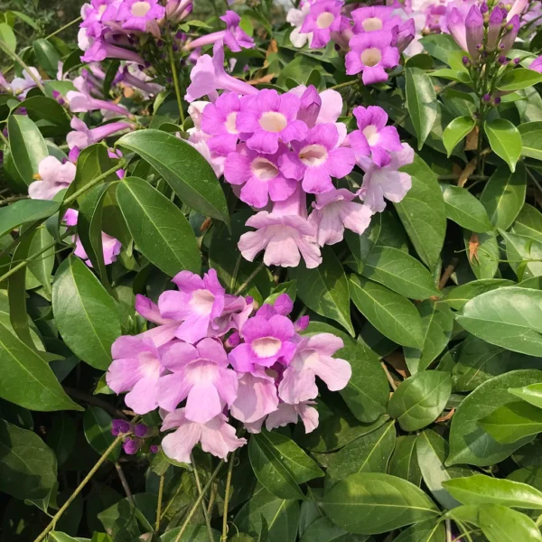 Garlic Vine/Bellulli balli/Vellulli kodi/Lasun Lata Healthy Flower Plant