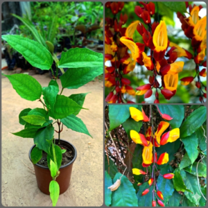 Indrapushpa/Sehra Bel/Chonga Lota scarlet Clock Vine Healthy Plant - Image 4