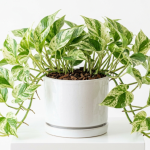 Marble Queen Indoor Money Plant
