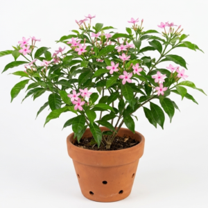 Pink Tagar/Chandni Jasmine Single Petal Healthy Live Plant