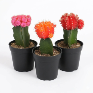 Grafted Colorful Moon Cactus Healthy Plant