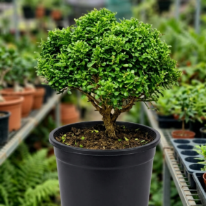 Bonsai Dwarf Table Kamini/Murraya Healthy Plant - Image 2