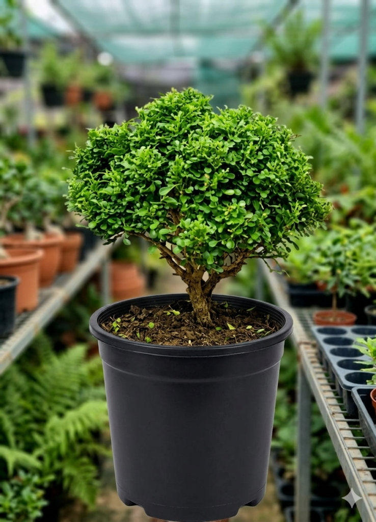 Bonsai Dwarf Table Kamini/Murraya Healthy Plant