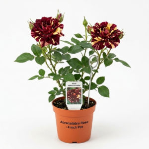 Abracadabra Id Hybrid Rose Healthy Plant