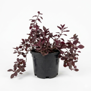 Red Hedge Ornamental Indoor Plant