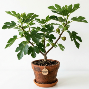 Anjeer/Athi Pallu/Anjura/Figs Original Healthy Live Plant